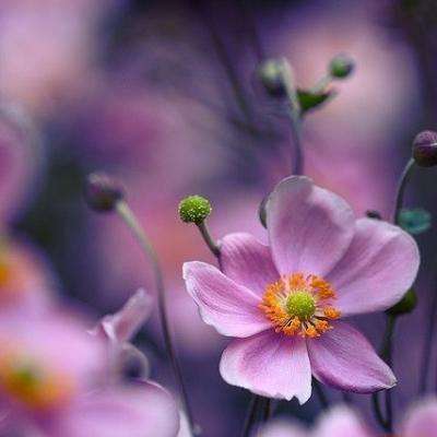 一码一肖100准资料应用手机app下载